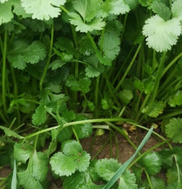 大棚大叶香菜色绿欢迎订购