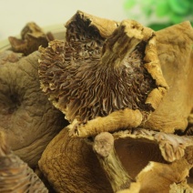 产地批发云南野生奶浆菌野生菌食用菌干货一件代包邮