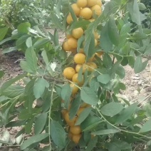 蜜甜黄钙果、蜜甜红钙果、钙果苗、基地直供、量大从优