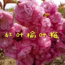 榆叶梅红叶榆叶梅自己基地直供价格给力一手货源