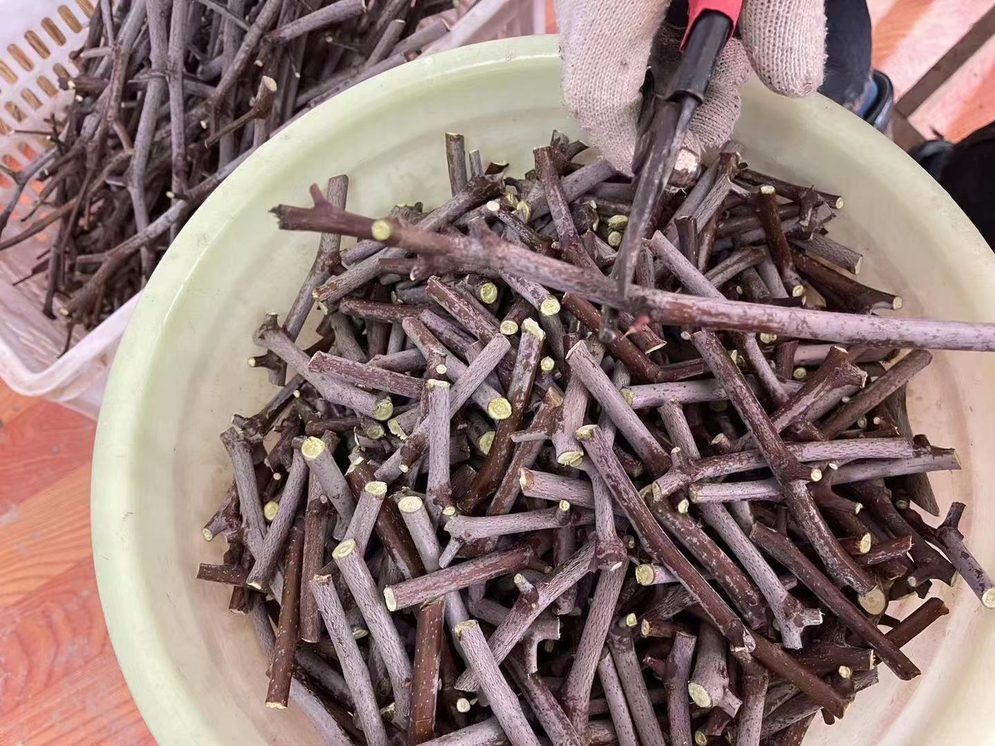 展示基因编辑技术操作流程的示意图,包括DNA剪切、修复和性状改良过程 基因编辑技术在大豆改良中的应用