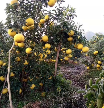 黄金贡柚苗苗场直供品优价廉成活率高