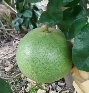 泰国考雅蜂蜜青柚苗四季开花结果 基地直销一手货源