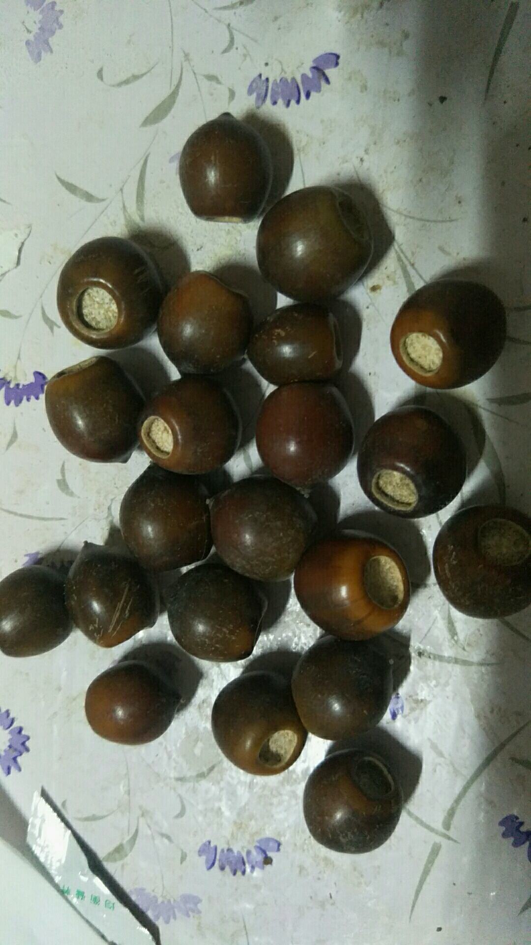 橡子野生果实欢迎定够