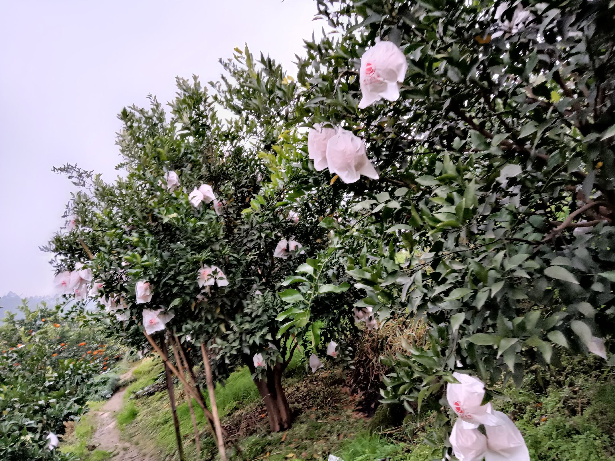 血橙子树夏季果实套袋作业实景：果农戴手套手持双层蜡纸袋（外层明黄色、内层哑光黑色），正将发育均匀的幼果套入袋中，袋口已折叠扎紧，背景可见挂果量适中的成年血橙子树叶片浓绿
