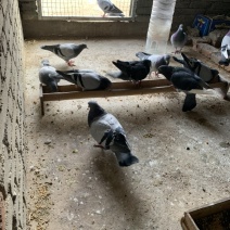 种鸽信鸽赛鸽青年鸽幼鸽