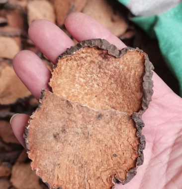 黄药子 黄独 无硫 批发各种中药材