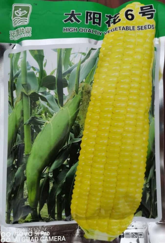 太阳花6号甜玉米种子,苞型圆筒,苞叶绿,大个,超标品种