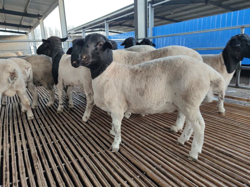 黑头杜泊绵种公羊羔怀孕羊种母羊纯种杜波羊苗