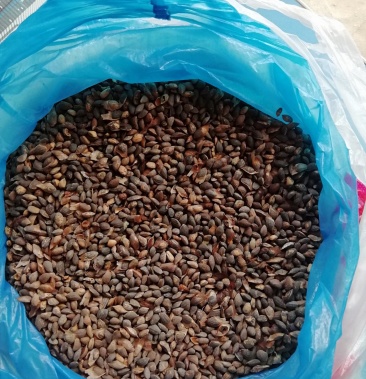 自然风干新鲜湿地松种子