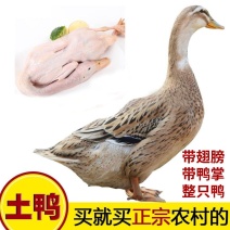 【现杀速冻】农村散养活体鸭子鸭肉新鲜土鸭白条鸭厂家直销