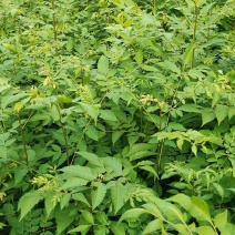 栾树苗，供应栾树，哪里有栾树苗基地直发质量保证欢迎来电