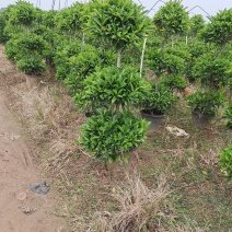 造型非洲茉莉多技，三层，单杆