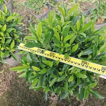 非洲茉莉球形各种规格