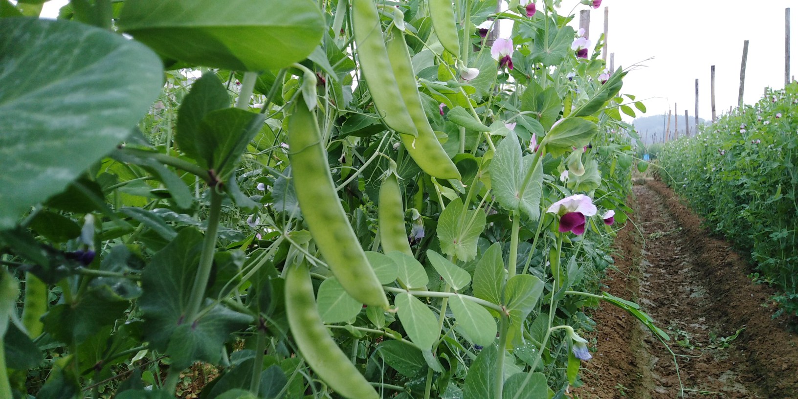 白花与红花荷兰豆植株对比图