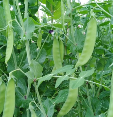 新鮮荷蘭豆產地直髮專業代辦支持全國一件代發