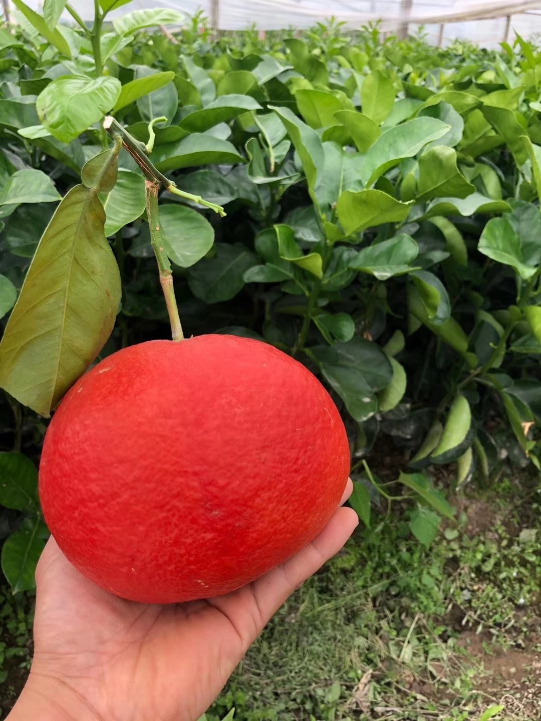 [柚子苗批发]南瓜红柚苗,习柚一号苗,越南金皇柚苗【100%保证正品】