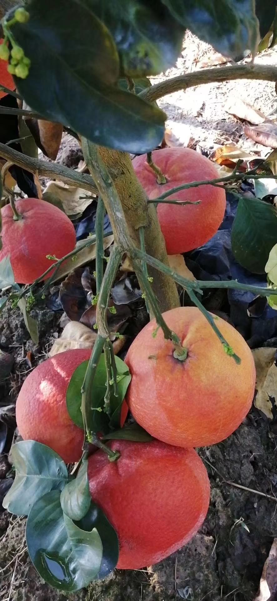 一亩田-轻松买卖农产品