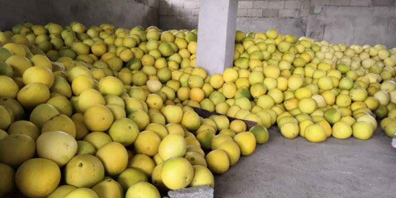 泰国红宝石柚子种植技术与管理
