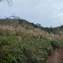 出租山地，低坡岭，200亩150元/亩