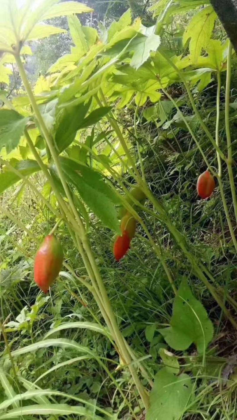 云南野生桃儿七鬼臼野生中药材