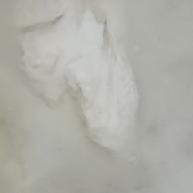 商薯19加工好的.淀粉，毛粉，精粉欢迎您来订购