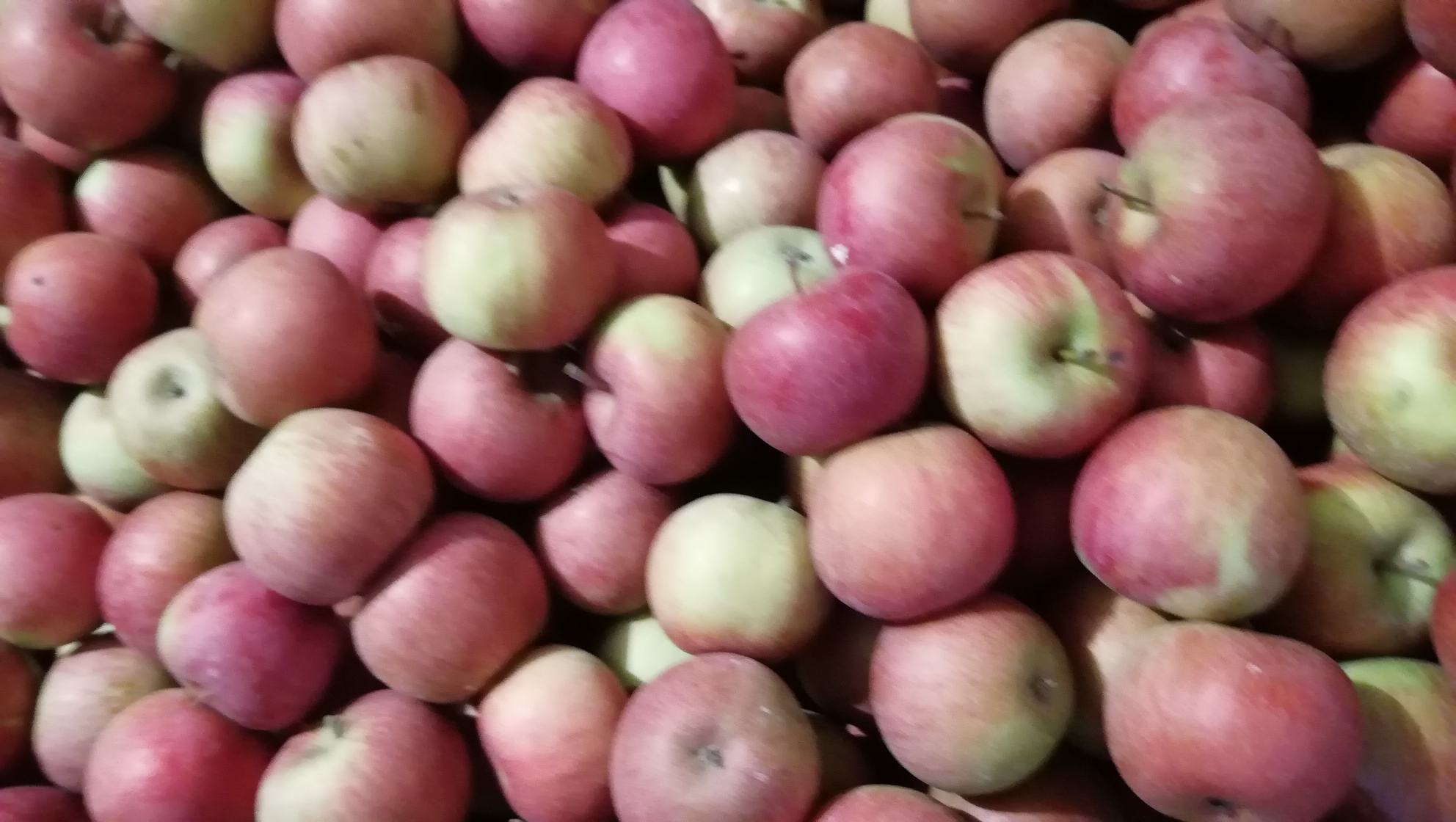 红国光苹果切开后的果肉细节