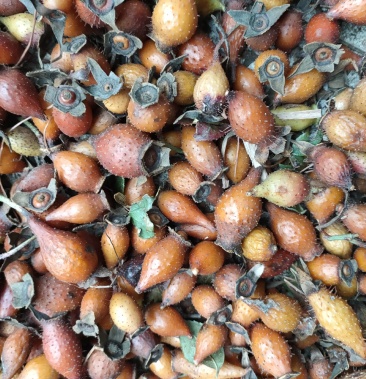 金樱子酿酒用金樱子药材用金樱子