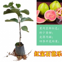 广西发货嫁接红心番石榴苗珍珠芭乐红心无籽芭乐包成活