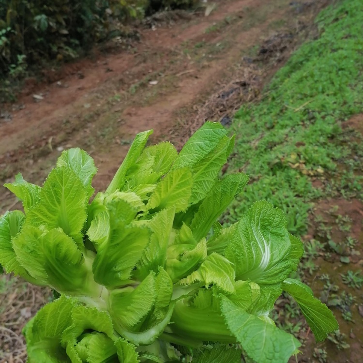 精品儿菜小脚儿多种植120亩