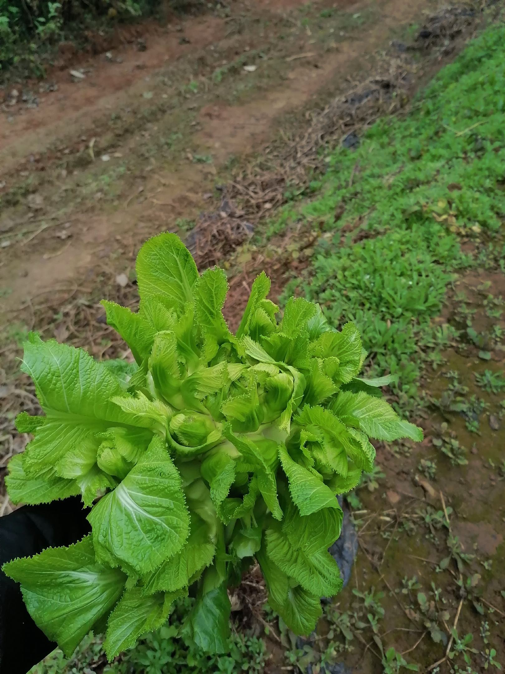 精品儿菜小脚儿多种植120亩