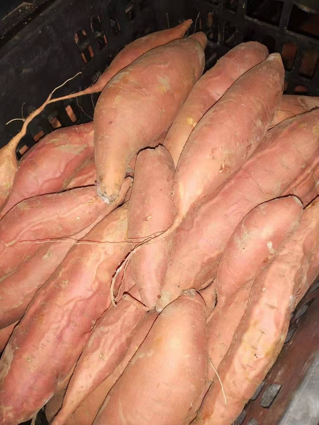 [红薯批发]正宗福山桥头富硒地瓜板栗味线上看中下单价格45.