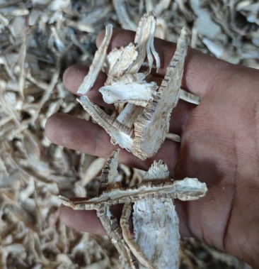 野生中药材山海螺500克包邮