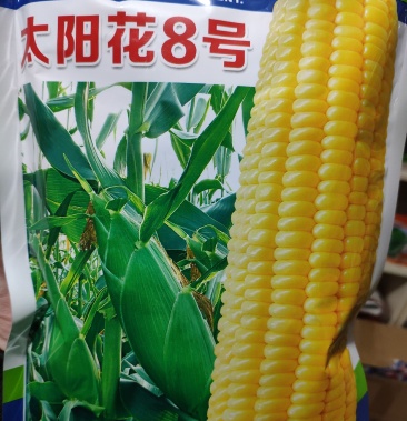 太阳花8号甜玉米种子春植78天棒子还有500克左右