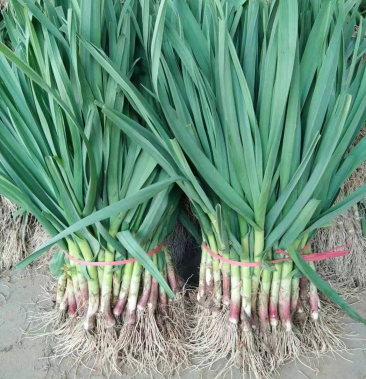 蒜苗 大棚陆红根蒜苗主产区,毛货,干货,水洗一条龙服务!