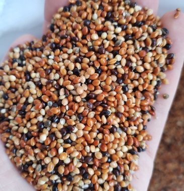 [黍子批发]杂黍子 混合黍子 优质鸟粮鸽子粮黍子价格2.