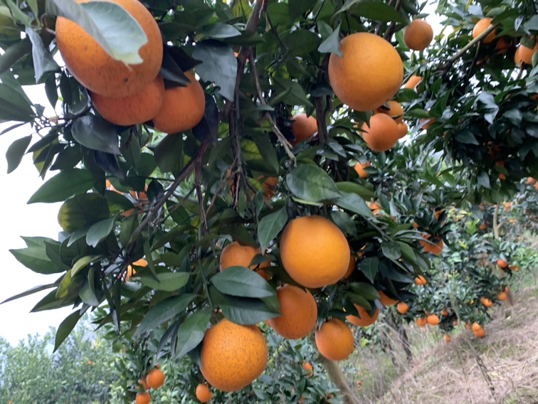 夏季果园管理实景图