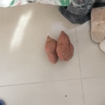 正经的山地瓜，天然种植