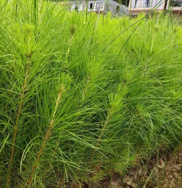 湿地松袋苗马尾松袋苗华山松袋苗云南松袋苗