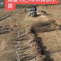 榉树小苗，榉树，精品榉树苗，榉树苗，1_2年榉树小苗