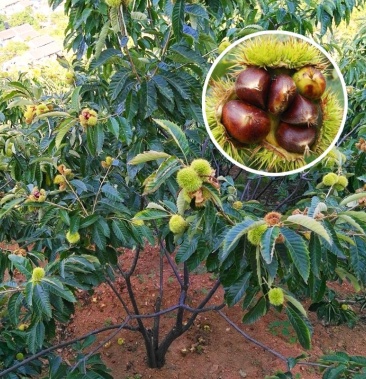 板栗树果苗嫁接苗北方南方种植树苖迁西栗子特大板栗苗树当年