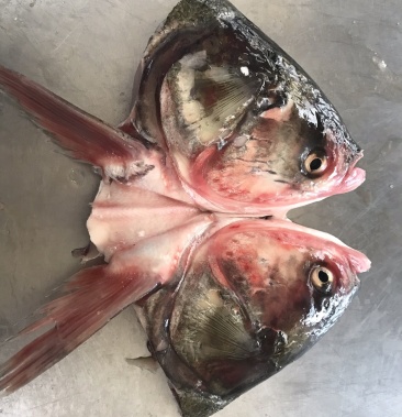 白鲢鱼白鲢鱼头腌制