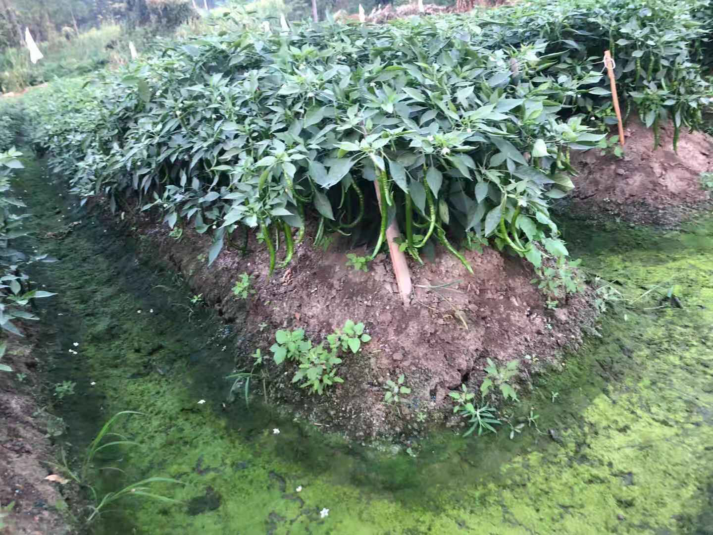 俯视角度拍摄的胡椒种植垄,两侧设有清晰的U型排水沟,沟内无积水,垄面覆有有机覆盖物,植株生长整齐,叶片挺立,上方架设有遮阳网支架 胡椒园夏季排水沟系统实景图