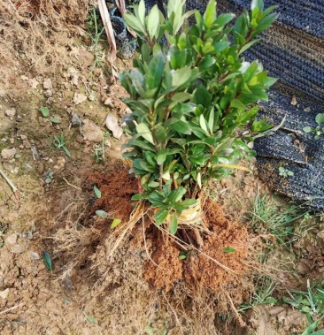 绿化苗木夏杜鹃小苗,苗子粗壮有力