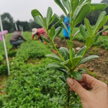 湖南郴州大量供应海桐苗海桐球形四季常青装杯苗绿化工程苗