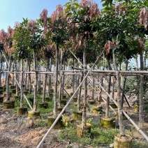 福建省漳州市供应绿庭院设计，芒果树大小规格袋苗