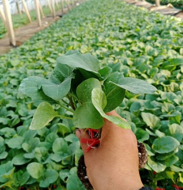 绿灯泡茄子苗 青茄子苗 绿皮茄子苗 嫁接茄子苗批发