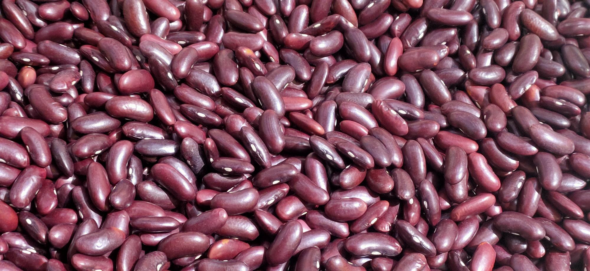 变红的蚕豆实物图