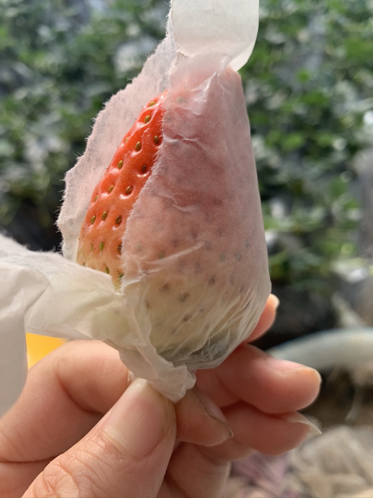 [草莓批发]自己家的套袋草莓量大需要经销商价格5.50元/斤 - 一亩田