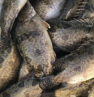 大鳜鱼大鳜鱼大鳜鱼大鳜鱼